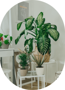 Parlor Palm